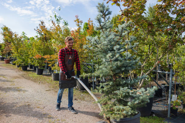 Best Root Management and Removal  in Dover, NJ